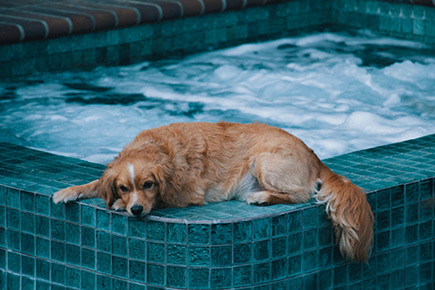 dog relaxing by hot tub